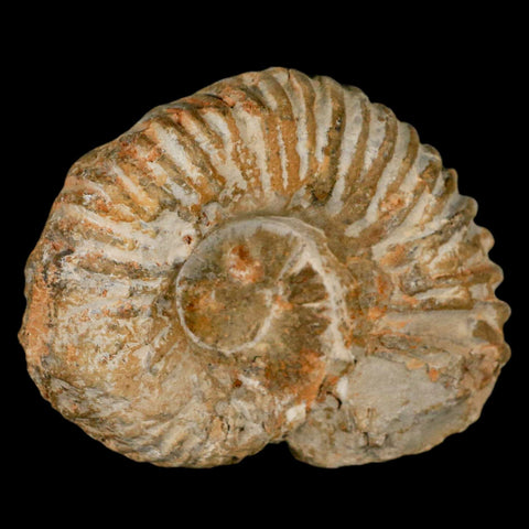 3.2" Acanthoceras Ammonite Fossil Agadir Morocco 360 Million Year Old COA - Fossil Age Minerals