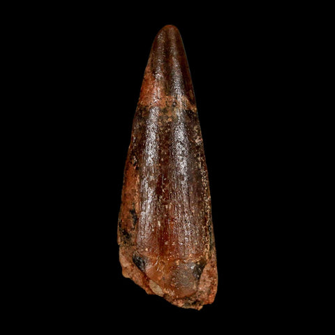 1.8" Spinosaurus Fossil Tooth 100 Million Years Old Cretaceous Dinosaur COA Stand