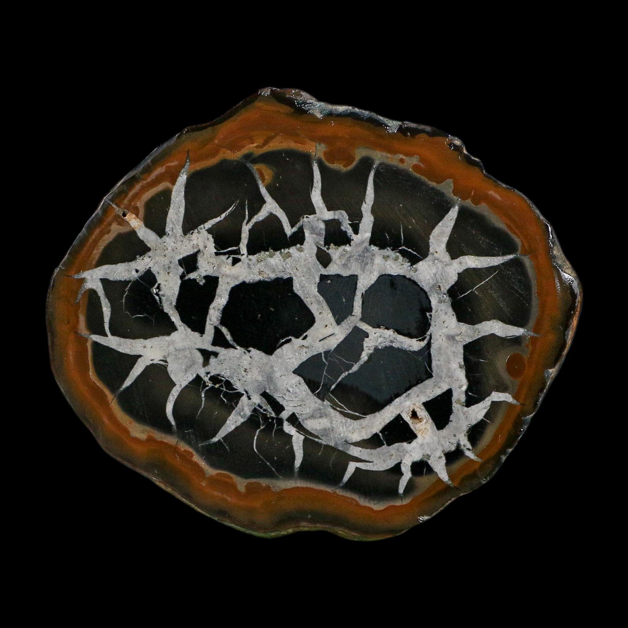 2.9" Septarian Dragon Stone Polished Halves Nodule Mineral Specimen Morocco - Fossil Age Minerals