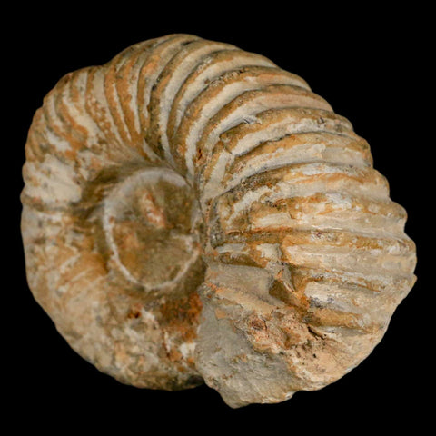 3.2" Acanthoceras Ammonite Fossil Agadir Morocco 360 Million Year Old COA - Fossil Age Minerals