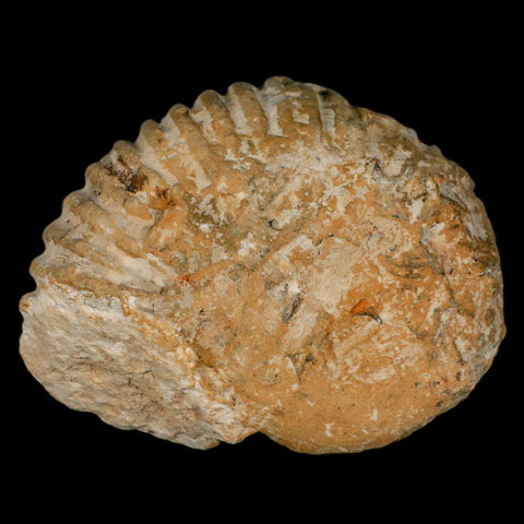 3.2" Acanthoceras Ammonite Fossil Agadir Morocco 360 Million Year Old COA - Fossil Age Minerals