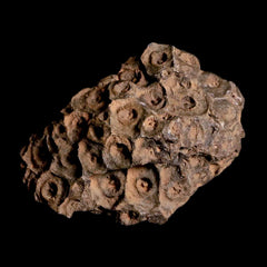 Hexagonaria Fossil Coral Collection