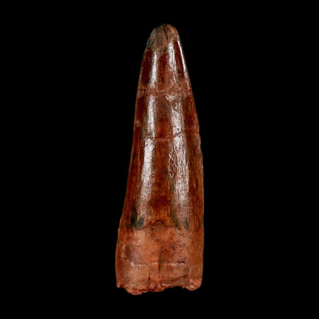 1.4" Spinosaurus Fossil Tooth 100 Million Years Old Cretaceous Dinosaur COA Stand