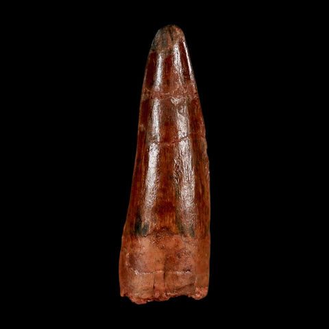 1.4" Spinosaurus Fossil Tooth 100 Million Years Old Cretaceous Dinosaur COA Stand