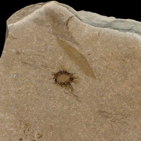 0.3" Fossil Fagapsis Immature Fruit Plant Green River FM Uintah County Utah Eocene Age