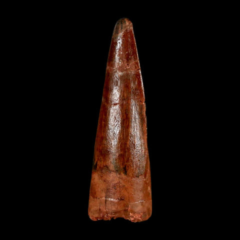 1.4" Spinosaurus Fossil Tooth 100 Million Years Old Cretaceous Dinosaur COA Stand