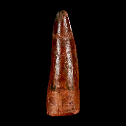 1.4" Spinosaurus Fossil Tooth 100 Million Years Old Cretaceous Dinosaur COA Stand