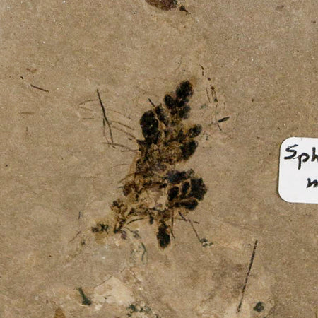 0.8" Fossil Sphagnum Moss Plant Green River Formation Uintah County Utah Eocene Age