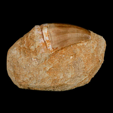 XL 2.1" Mosasaur Prognathodon Fossil Tooth In Matrix Cretaceous Dinosaur Era COA - Fossil Age Minerals