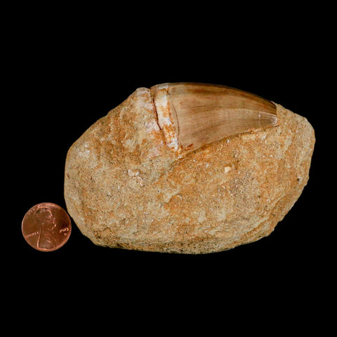 XL 2.1" Mosasaur Prognathodon Fossil Tooth In Matrix Cretaceous Dinosaur Era COA - Fossil Age Minerals