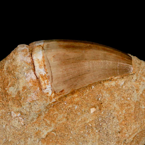 XL 2.1" Mosasaur Prognathodon Fossil Tooth In Matrix Cretaceous Dinosaur Era COA - Fossil Age Minerals