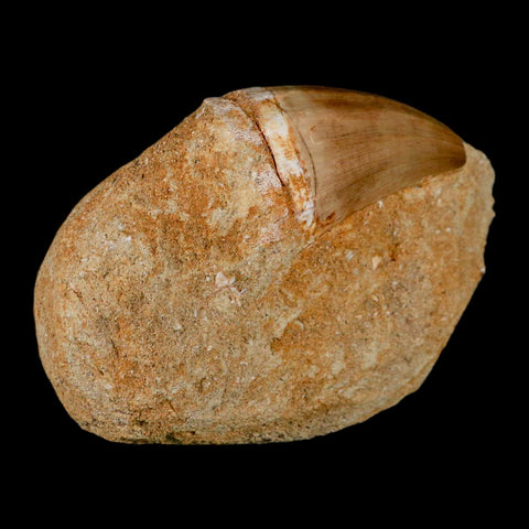 XL 2.1" Mosasaur Prognathodon Fossil Tooth In Matrix Cretaceous Dinosaur Era COA - Fossil Age Minerals