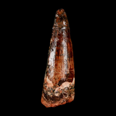 1.5" Spinosaurus Fossil Tooth 100 Million Years Old Cretaceous Dinosaur COA Stand