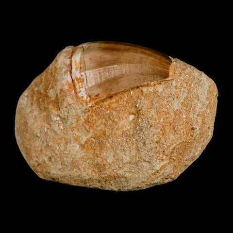 XL 2.1" Mosasaur Prognathodon Fossil Tooth In Matrix Cretaceous Dinosaur Era COA - Fossil Age Minerals