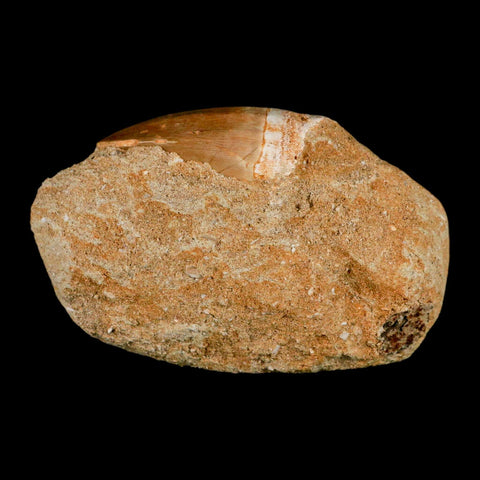 XL 2.1" Mosasaur Prognathodon Fossil Tooth In Matrix Cretaceous Dinosaur Era COA - Fossil Age Minerals