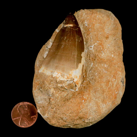 XL 2.1" Mosasaur Prognathodon Fossil Tooth In Matrix Cretaceous Dinosaur Era COA - Fossil Age Minerals