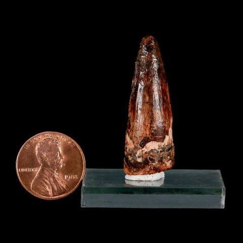 1.5" Spinosaurus Fossil Tooth 100 Million Years Old Cretaceous Dinosaur COA Stand