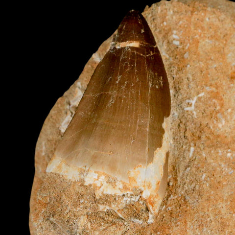 XL 2.1" Mosasaur Prognathodon Fossil Tooth In Matrix Cretaceous Dinosaur Era COA - Fossil Age Minerals