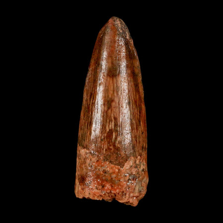 1.2" Spinosaurus Fossil Tooth 100 Million Years Old Cretaceous Dinosaur COA Stand