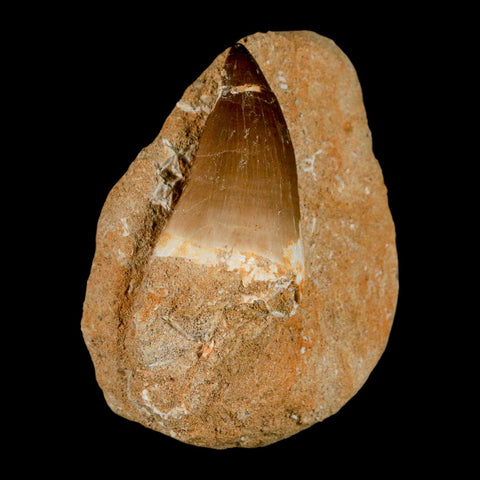 XL 2.1" Mosasaur Prognathodon Fossil Tooth In Matrix Cretaceous Dinosaur Era COA - Fossil Age Minerals