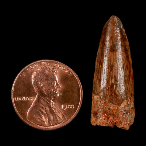 1.2" Spinosaurus Fossil Tooth 100 Million Years Old Cretaceous Dinosaur COA Stand