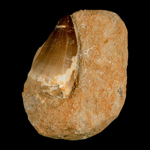 XL 2.1" Mosasaur Prognathodon Fossil Tooth In Matrix Cretaceous Dinosaur Era COA - Fossil Age Minerals