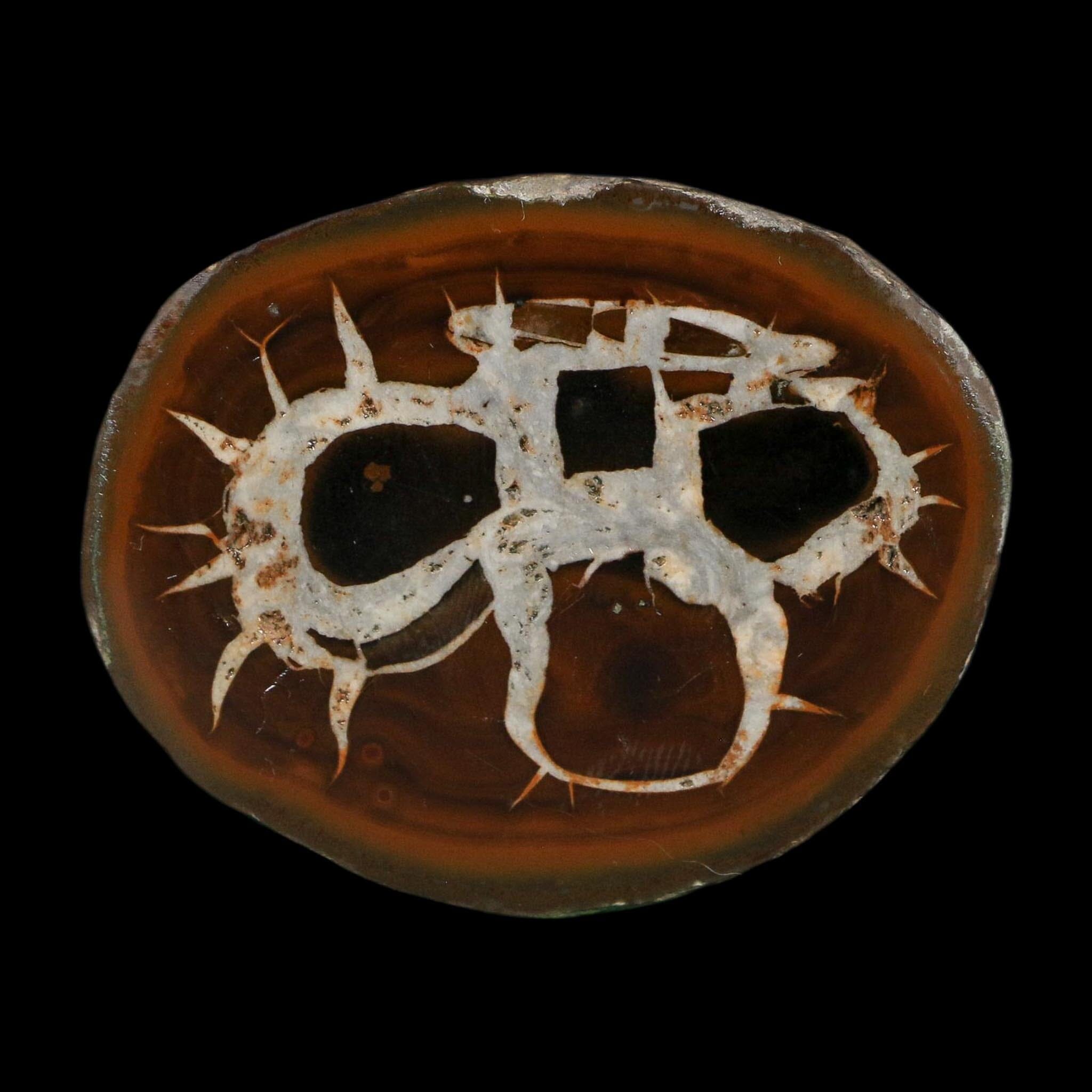 2.3" Septarian Dragon Stone Polished Halves Nodule Mineral Specimen Morocco - Fossil Age Minerals