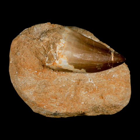 XL 2.1" Mosasaur Prognathodon Fossil Tooth In Matrix Cretaceous Dinosaur Era COA - Fossil Age Minerals