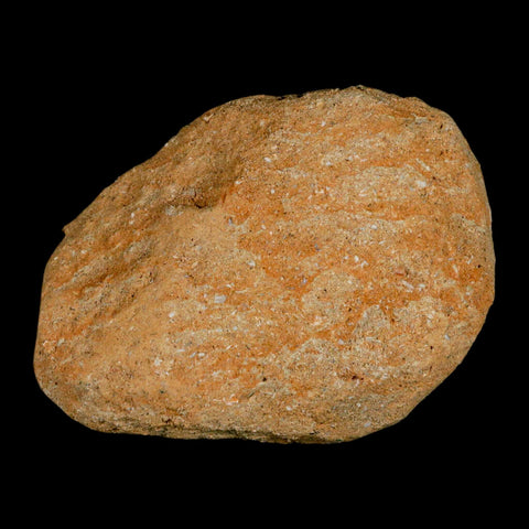 XL 2.1" Mosasaur Prognathodon Fossil Tooth In Matrix Cretaceous Dinosaur Era COA - Fossil Age Minerals