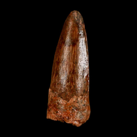 1.2" Spinosaurus Fossil Tooth 100 Million Years Old Cretaceous Dinosaur COA Stand
