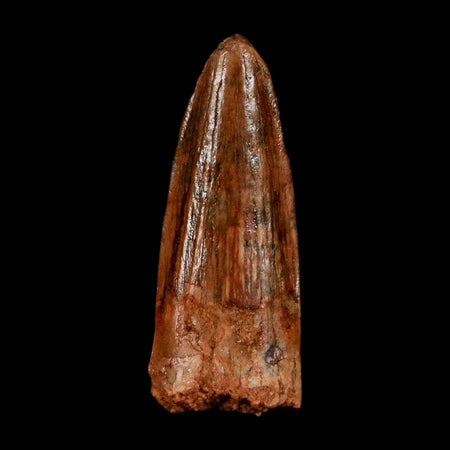 1.2" Spinosaurus Fossil Tooth 100 Million Years Old Cretaceous Dinosaur COA Stand