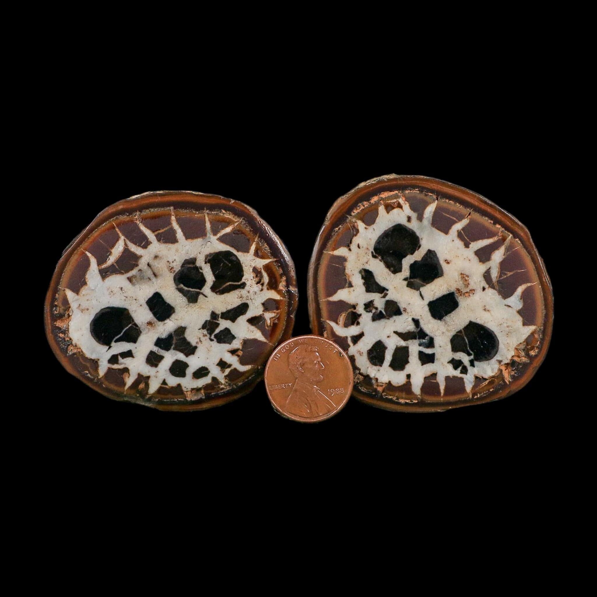 2.2" Septarian Dragon Stone Polished Halves Nodule Mineral Specimen Morocco - Fossil Age Minerals