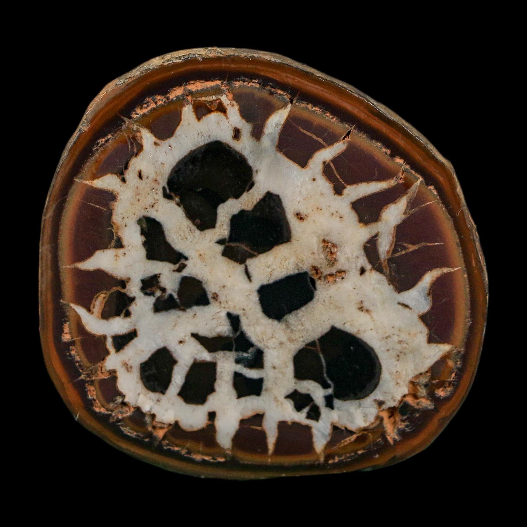 2.2" Septarian Dragon Stone Polished Halves Nodule Mineral Specimen Morocco - Fossil Age Minerals