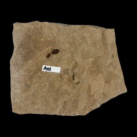 0.3" Fossil Ant Insect Green River Formation Uintah County Utah Eocene Age