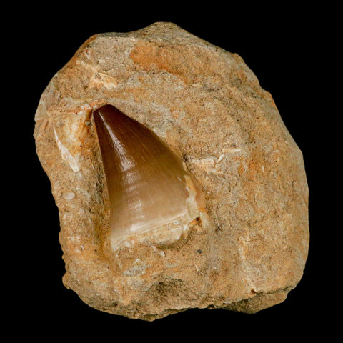 1.8" Mosasaur Prognathodon Fossil Tooth In Matrix Cretaceous Dinosaur Era COA - Fossil Age Minerals
