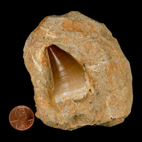 1.8" Mosasaur Prognathodon Fossil Tooth In Matrix Cretaceous Dinosaur Era COA - Fossil Age Minerals