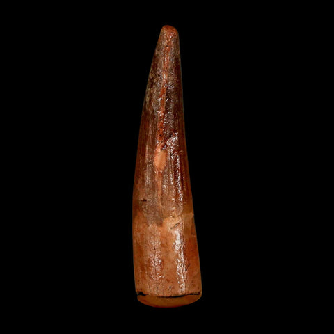 1.7" Spinosaurus Fossil Tooth 100 Million Years Old Cretaceous Dinosaur COA Stand