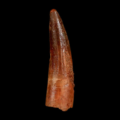 1.7" Spinosaurus Fossil Tooth 100 Million Years Old Cretaceous Dinosaur COA Stand