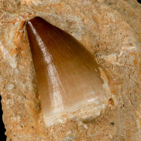 1.8" Mosasaur Prognathodon Fossil Tooth In Matrix Cretaceous Dinosaur Era COA