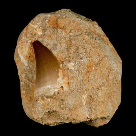 1.8" Mosasaur Prognathodon Fossil Tooth In Matrix Cretaceous Dinosaur Era COA - Fossil Age Minerals