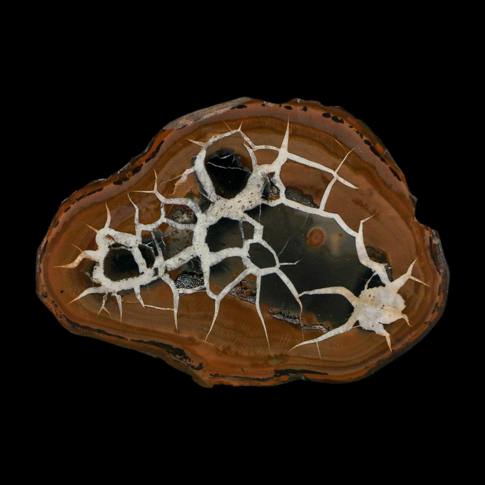 2.8" Septarian Dragon Stone Polished Halves Nodule Mineral Specimen Morocco - Fossil Age Minerals