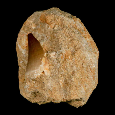 1.8" Mosasaur Prognathodon Fossil Tooth In Matrix Cretaceous Dinosaur Era COA - Fossil Age Minerals