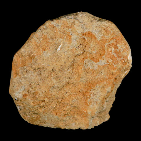 1.8" Mosasaur Prognathodon Fossil Tooth In Matrix Cretaceous Dinosaur Era COA - Fossil Age Minerals