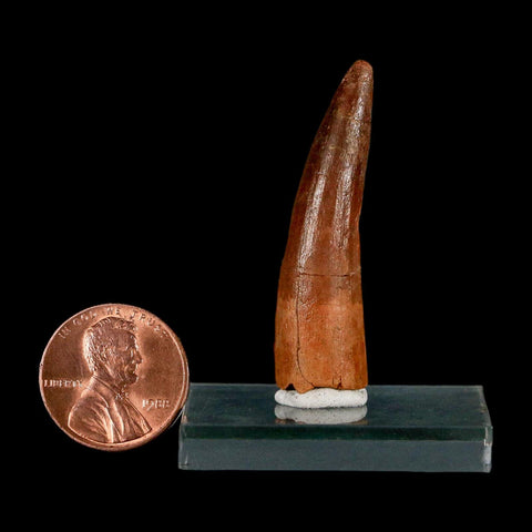 1.7" Spinosaurus Fossil Tooth 100 Million Years Old Cretaceous Dinosaur COA Stand