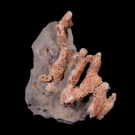 3.1" Thamnopora SP Coral Fossil Coral Reef Devonian Age Verde Valley, Arizona