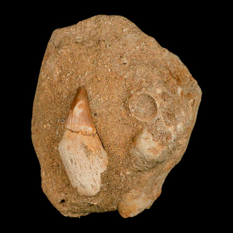 1.7" Halisaurus Mosasaur Fossil Tooth Rooted In Matrix Cretaceous Dinosaur Era COA - Fossil Age Minerals