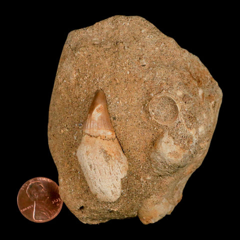 1.7" Halisaurus Mosasaur Fossil Tooth Rooted In Matrix Cretaceous Dinosaur Era COA - Fossil Age Minerals