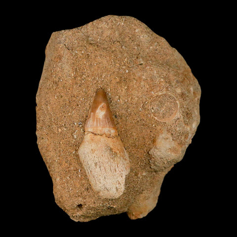 1.7" Halisaurus Mosasaur Fossil Tooth Rooted In Matrix Cretaceous Dinosaur Era COA - Fossil Age Minerals