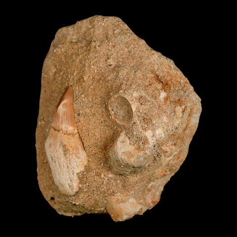 1.7" Halisaurus Mosasaur Fossil Tooth Rooted In Matrix Cretaceous Dinosaur Era COA - Fossil Age Minerals