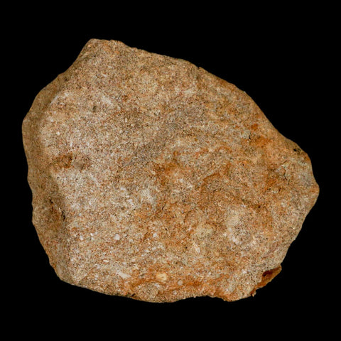 1.7" Halisaurus Mosasaur Fossil Tooth Rooted In Matrix Cretaceous Dinosaur Era COA - Fossil Age Minerals